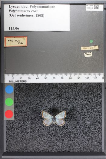 Media type: image;   Entomology 55342